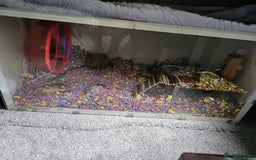 Hamster rodents for sale: Hamster  - Image 2