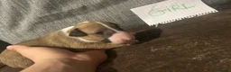 English Bull Terrier dogs for sale: English bullterrier puppies  - Advert 3