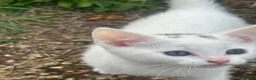 Mixed Breed cats for sale: Kittens - Advert 20
