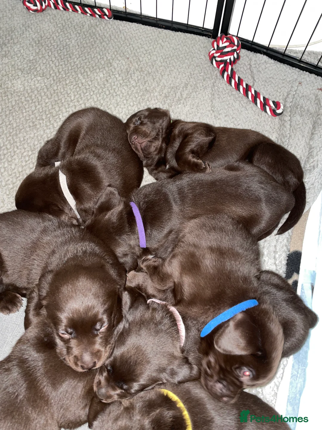 Labrador Retriever dogs for sale: Stunning chocolate Labrador puppies  - Advert 12