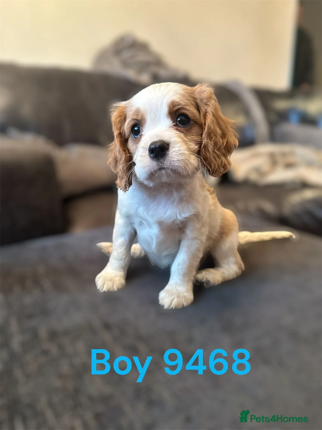 Cavalier King Charles Spaniel dogs for sale: cavalier king charles pups DNA TESTED  - Advert 5