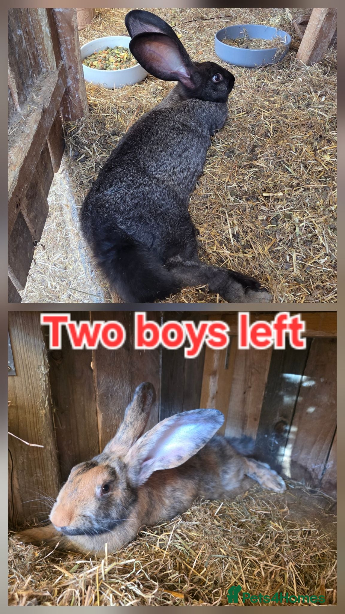 Continental Giant rabbits Continental giant rabbits Born on 3rd May - Advert 4