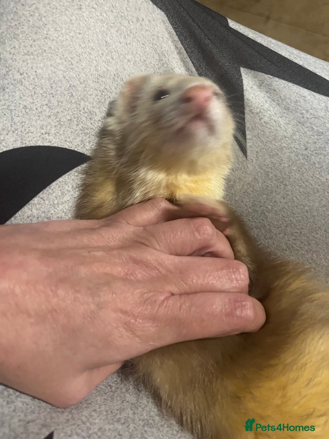 Ferret rodents for sale: 2 ferrets - Advert 3