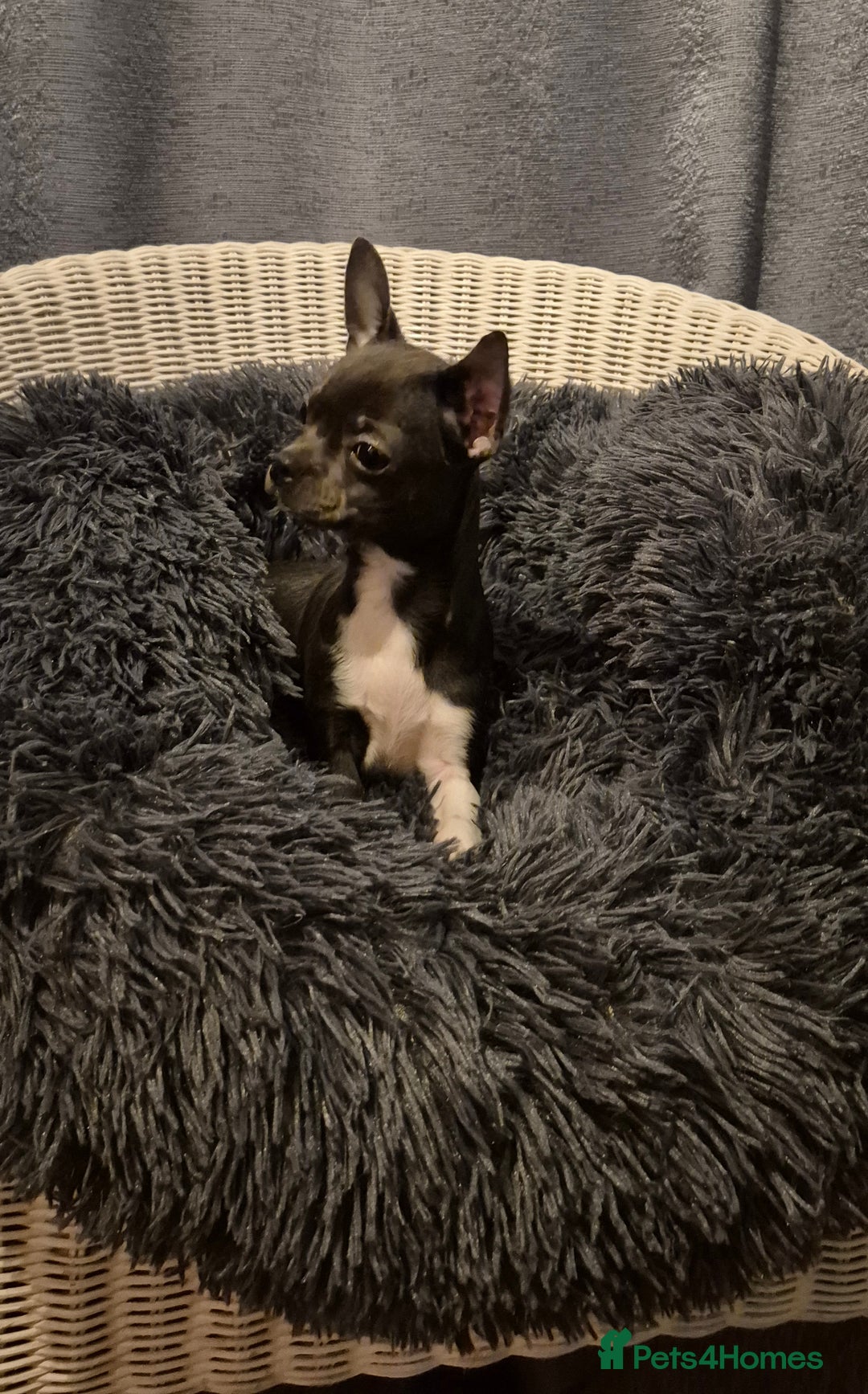 Chihuahua dogs for sale: ❤️KC Blue Chihuahua Puppy Ready Now Vaccinated ❤️ - Advert 5