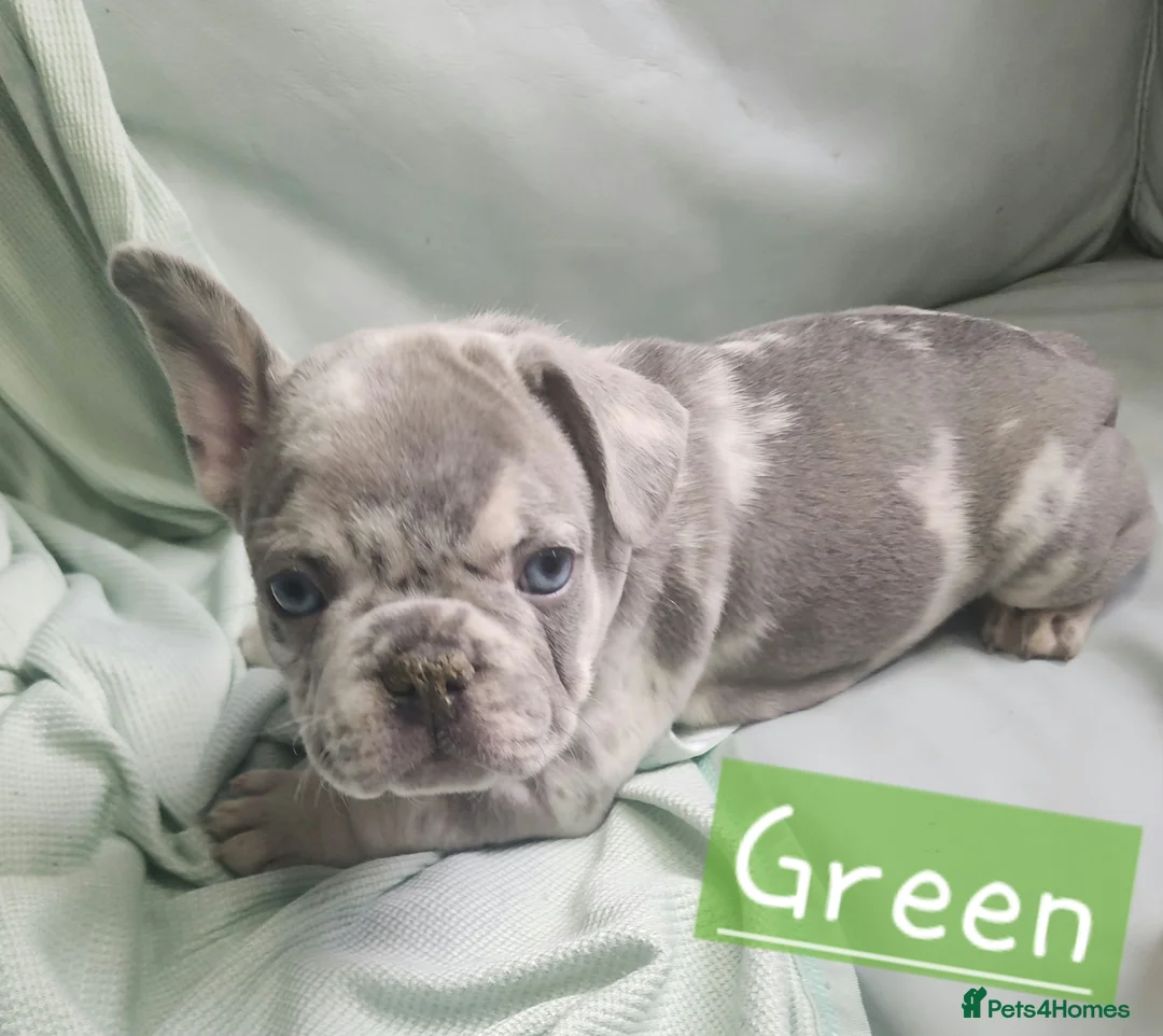 French Bulldog dogs for sale: Adorable Frenchies  - Advert 2