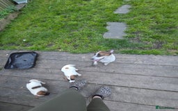 Jack Russell dogs for sale: Two lovely male Jack russel puppies  - Image 8