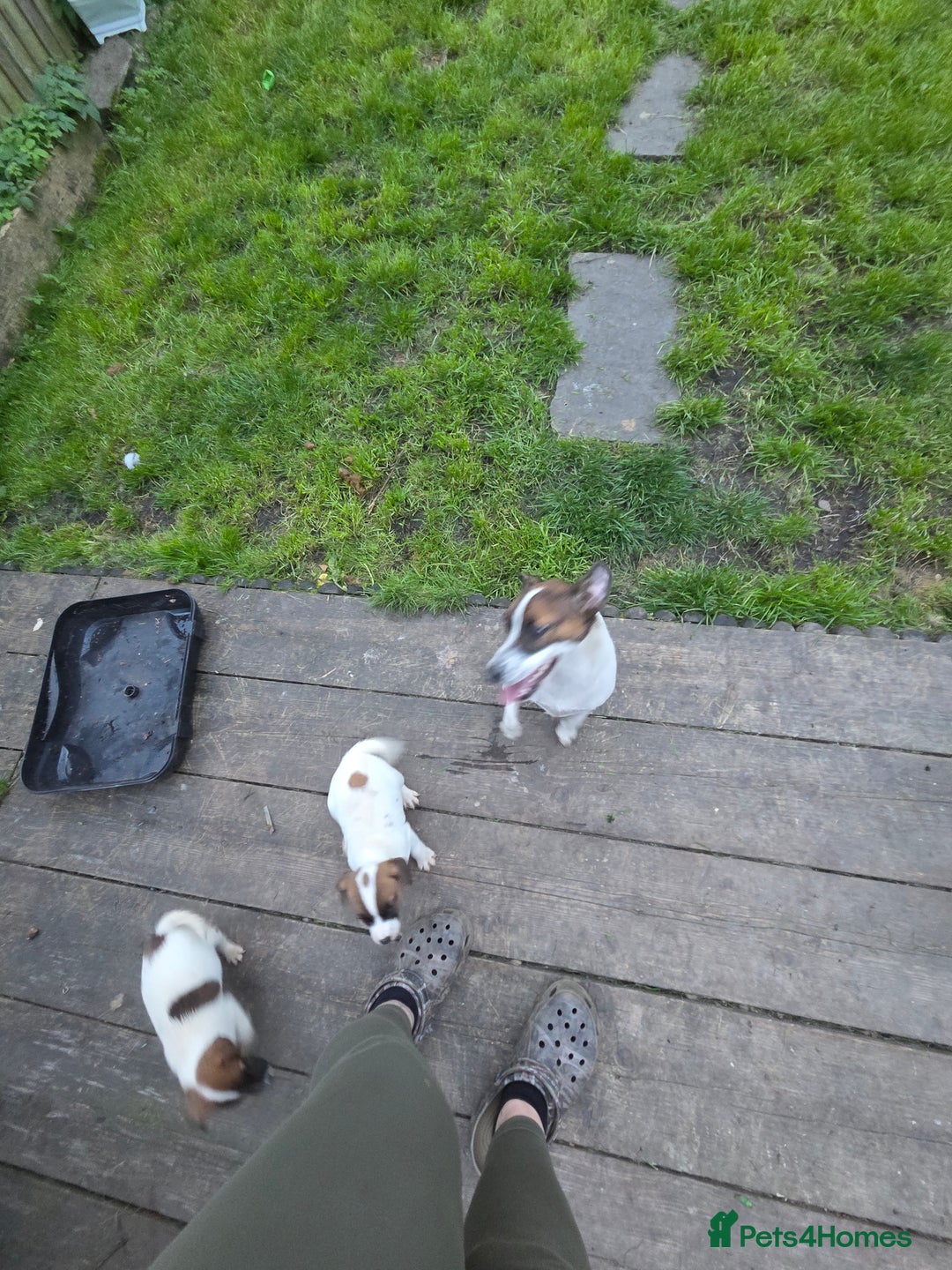 Jack Russell dogs for sale: Two lovely male Jack russel puppies  - Image 8