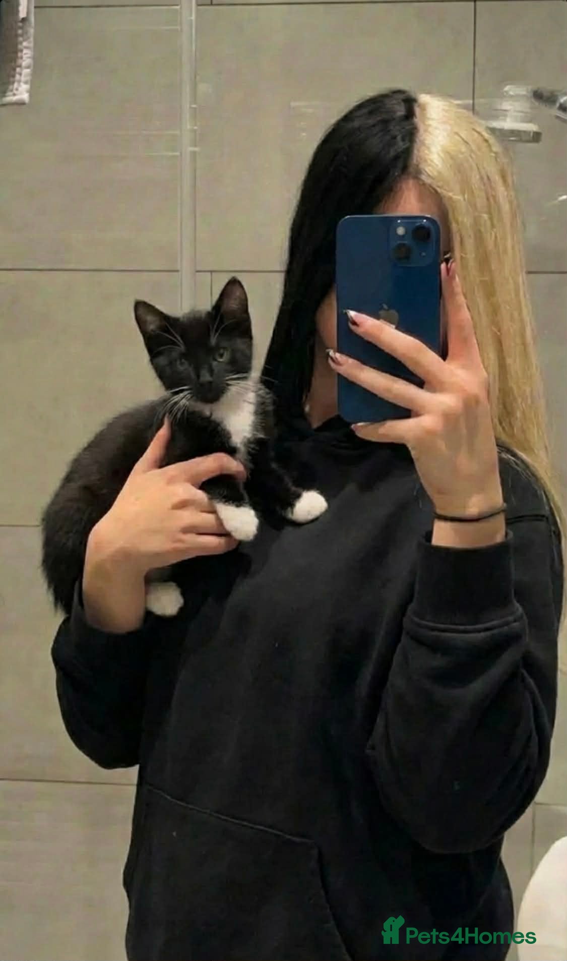 British Shorthair cats British Shorthair Kittens - Advert 2