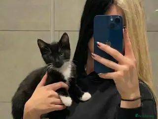 British Shorthair cats British Shorthair Kittens - Advert 1