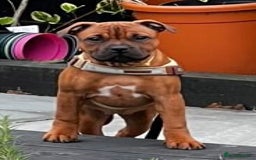 Staffordshire Bull Terrier dogs for stud: 🥨 Crufts Qualified Red SBT Stud 🥨 - Image 14