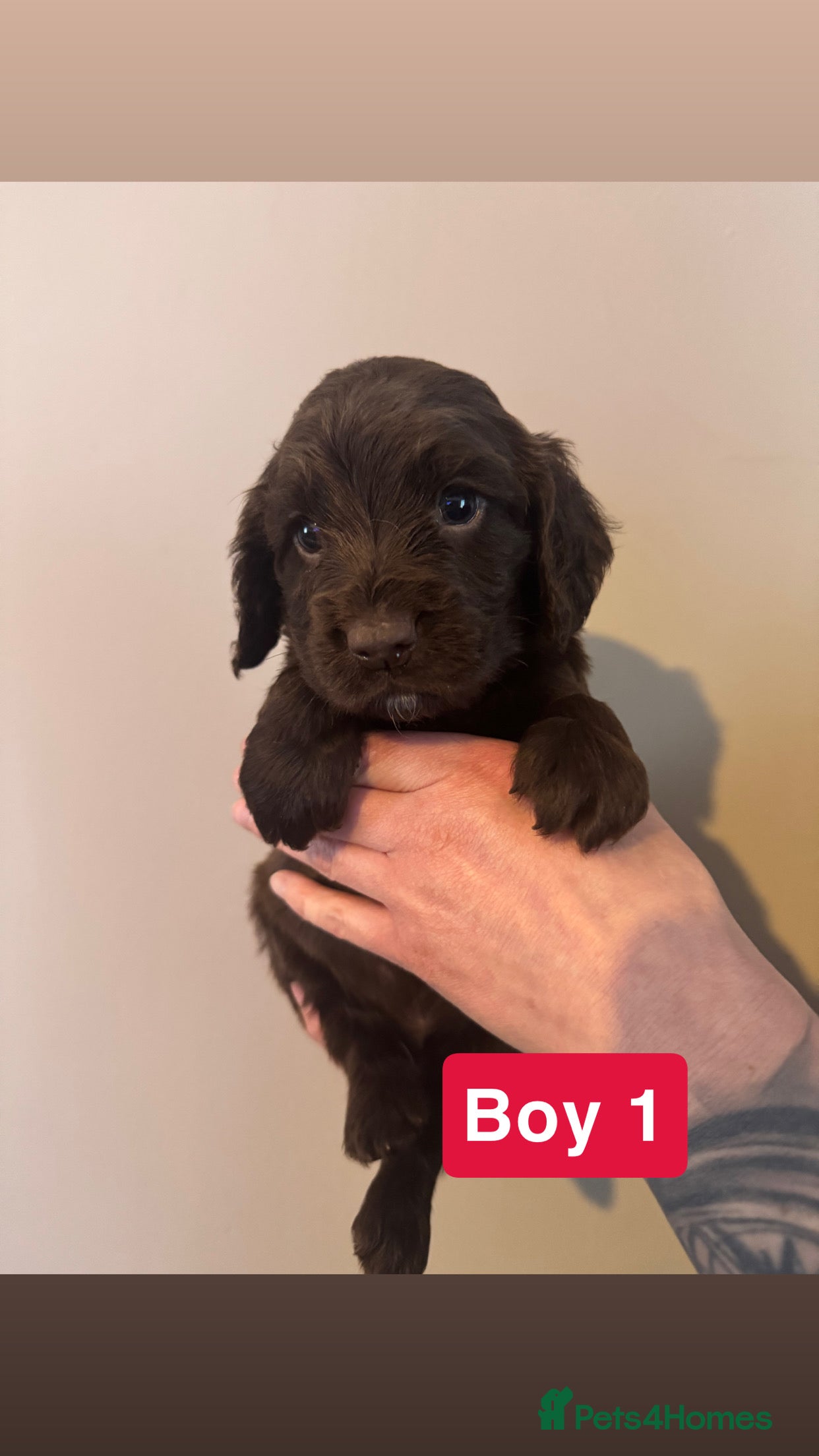 Cocker Spaniel dogs READY to LEAVE 26th April,4 Working Cocker Spaniel - Advert 2