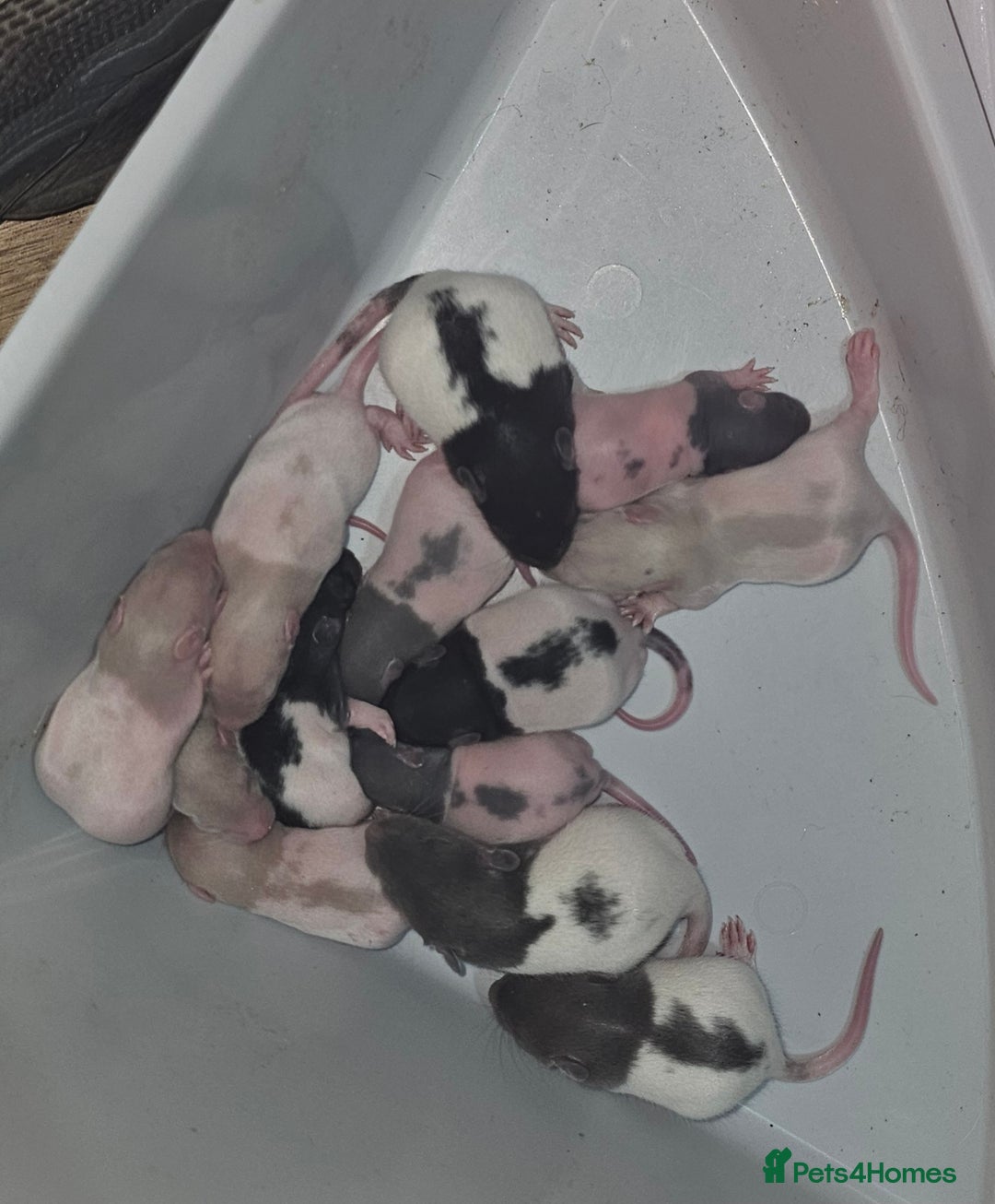 Rat rodents for sale: 7 female rat pups  - Advert 3