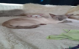 Siamese cats for sale: Siamese boy - Image 1