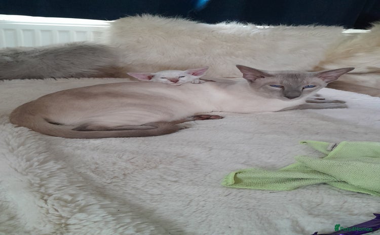 Siamese cats - Advert 1