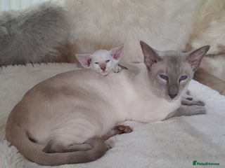 Siamese cats - Advert 3