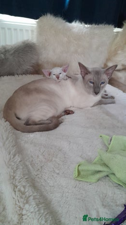 Siamese cats - Advert 1