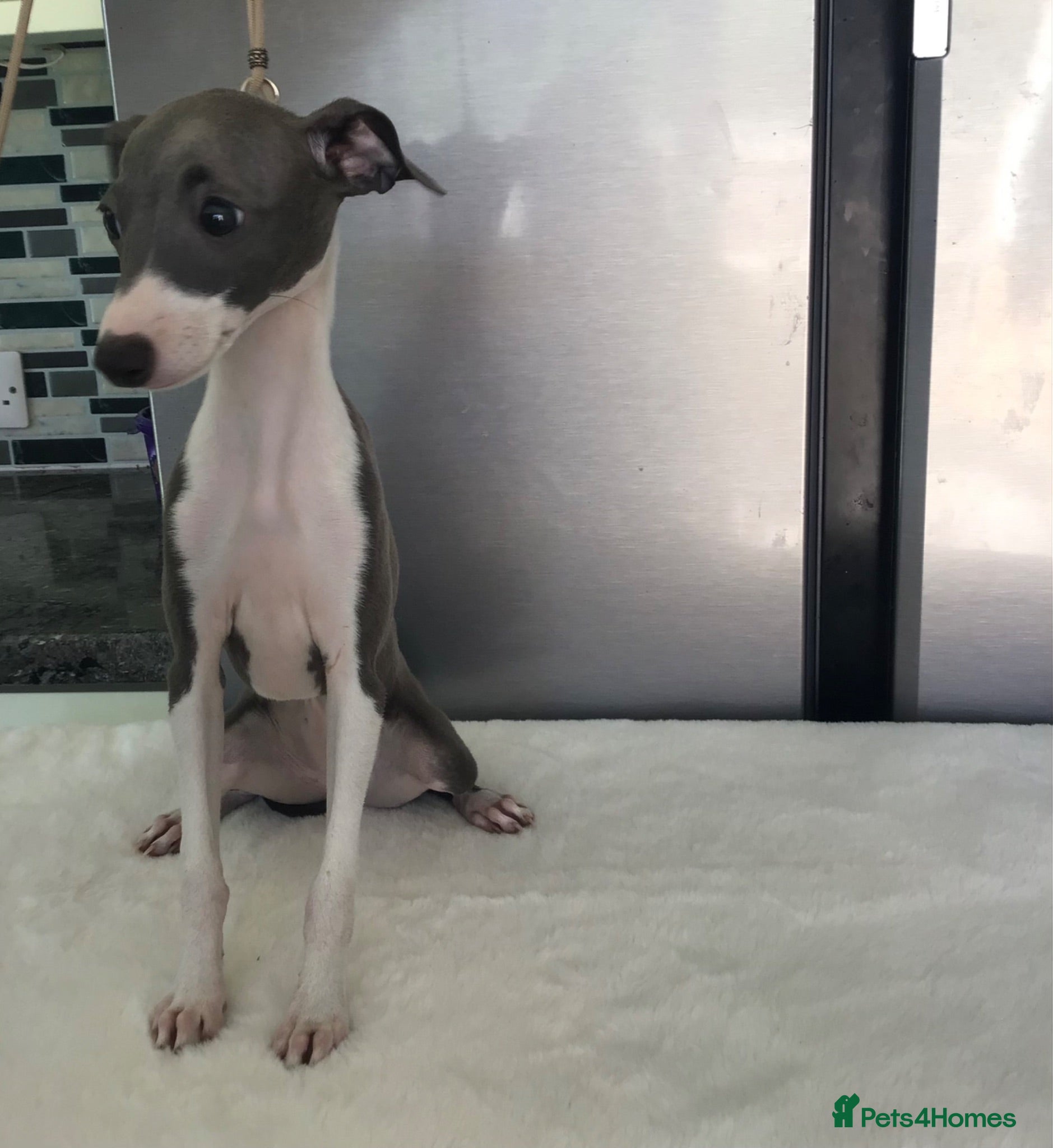 Italian Greyhound dogs Due to time wasters - Advert 3