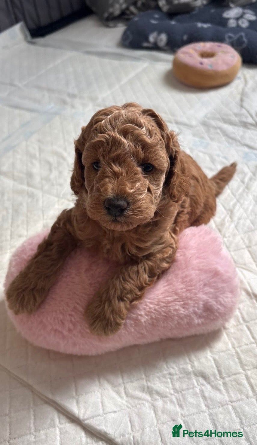 Toy Poodle dogs 🐾✨Exceptional Toy Poodle Puppies ✨🐾 - Advert 2
