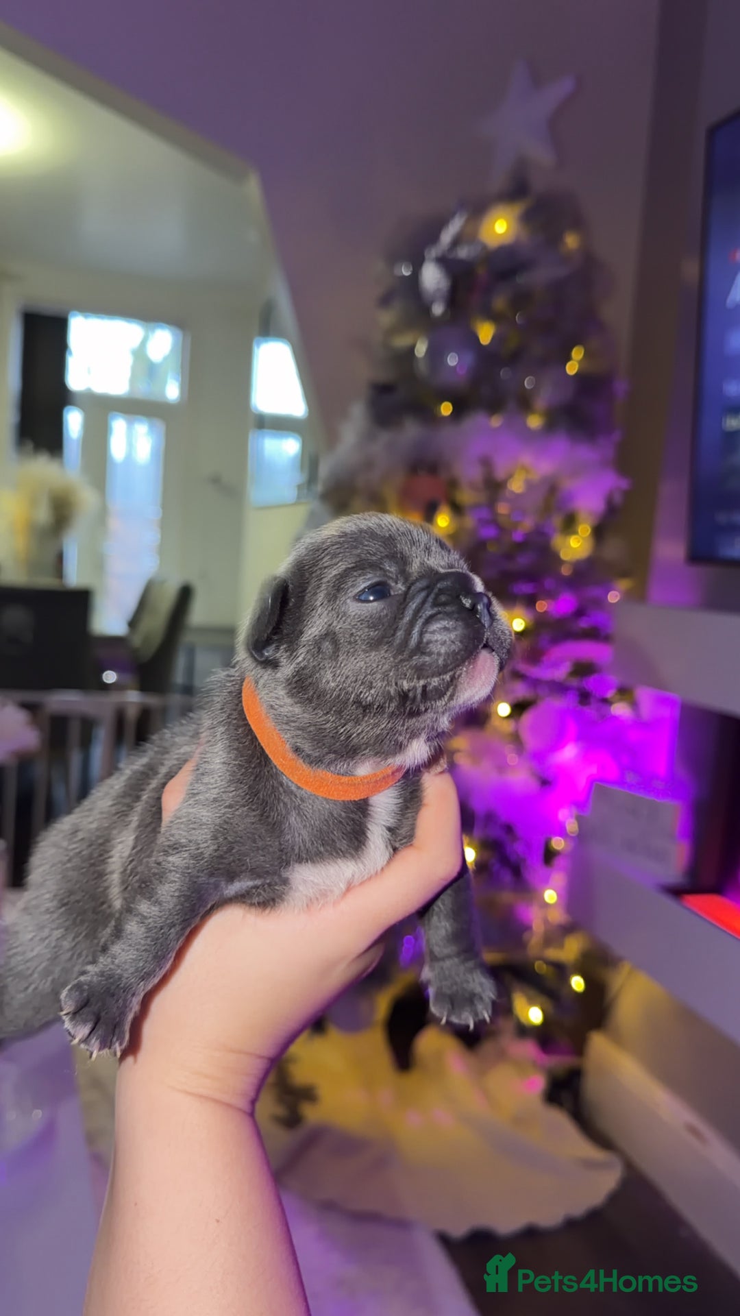 French Bulldog dogs for sale: Gorgeous Lilac, Pink Isabella, & Blue Frenchies - Advert 15