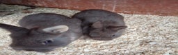 Netherland Dwarf rabbits for sale: Netherland dwarf rabbits only 3 baby's left  - Advert 2