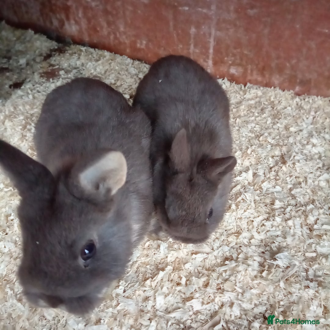 Netherland Dwarf rabbits for sale: Netherland dwarf rabbits only 3 baby's left  - Advert 2