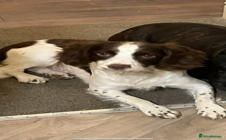 English Springer Spaniel dogs Springer Spaniel FOR STUD - Advert 2