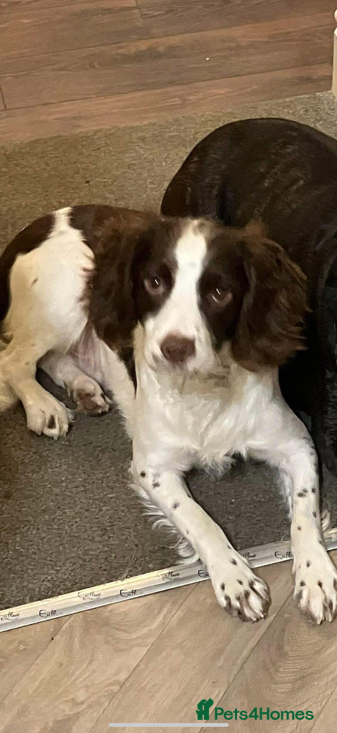 English Springer Spaniel dogs for stud: Springer Spaniel FOR STUD - Advert 1