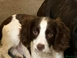 English Springer Spaniel dogs Springer Spaniel FOR STUD - Advert 16