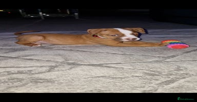 Mixed Breed dogs - Advert 15