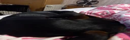 Jackshund dogs for sale: Jackshund for sale in Beckenham - Advert 9