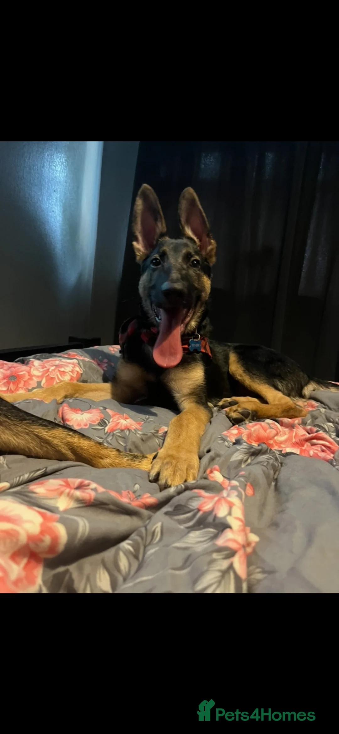 German Shepherd dogs for sale: Beautiful Patrick  - Advert 1