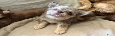 Chihuahua 1