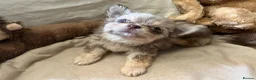 Chihuahua dogs for sale: Chihuahua puppies with blue and green eyes 2 m & 2 - Advert 14