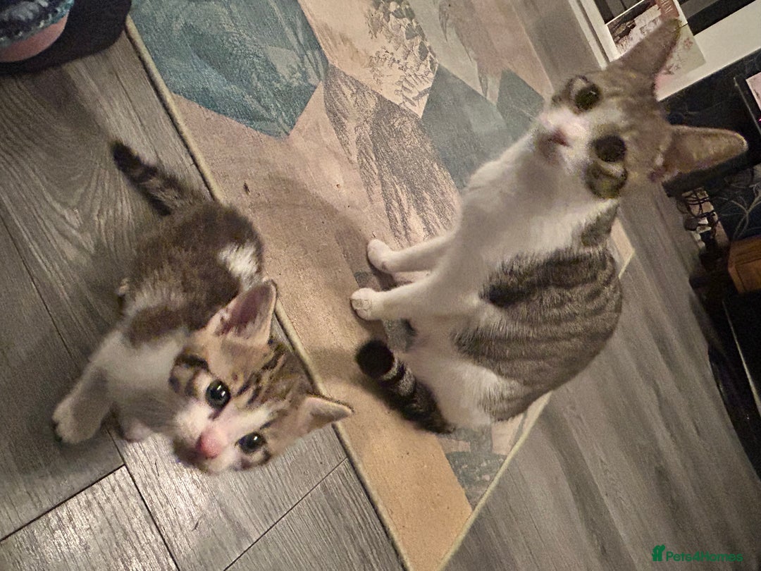 British Shorthair cats for sale: Three gorgeous boys looking for forever homes - Image 2