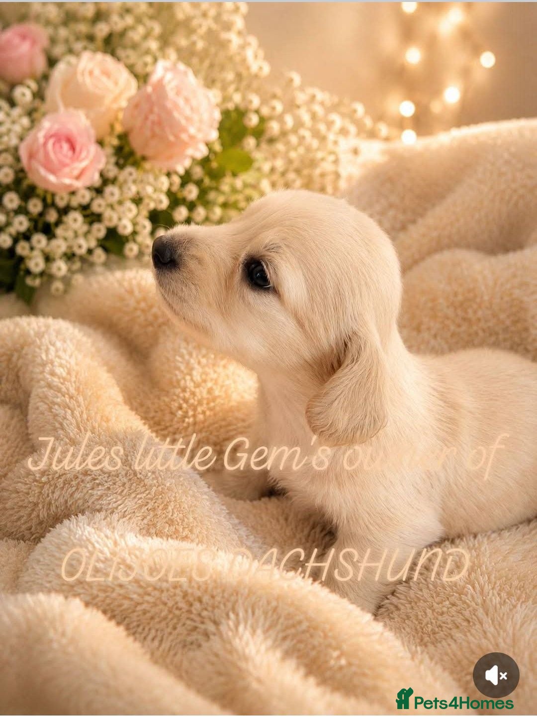 Miniature Dachshund dogs Stunning LH pra clear MD - Advert 8