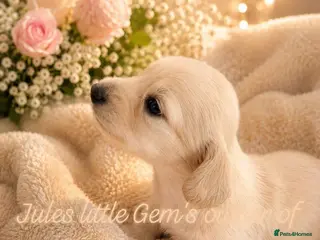 Miniature Dachshund dogs Stunning LH pra clear MD - Advert 8