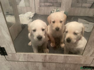 Goldador dogs Goldador Puppies - Advert 2