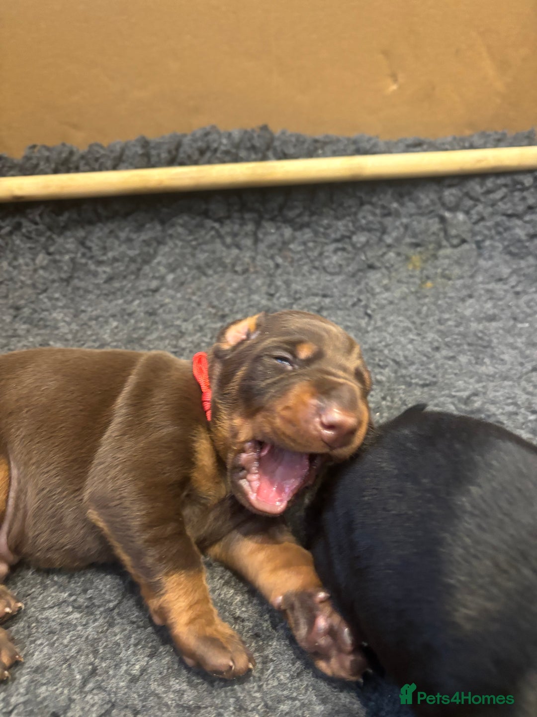 Dobermann dogs for sale: Beautiful chunky Dobermans - Advert 13