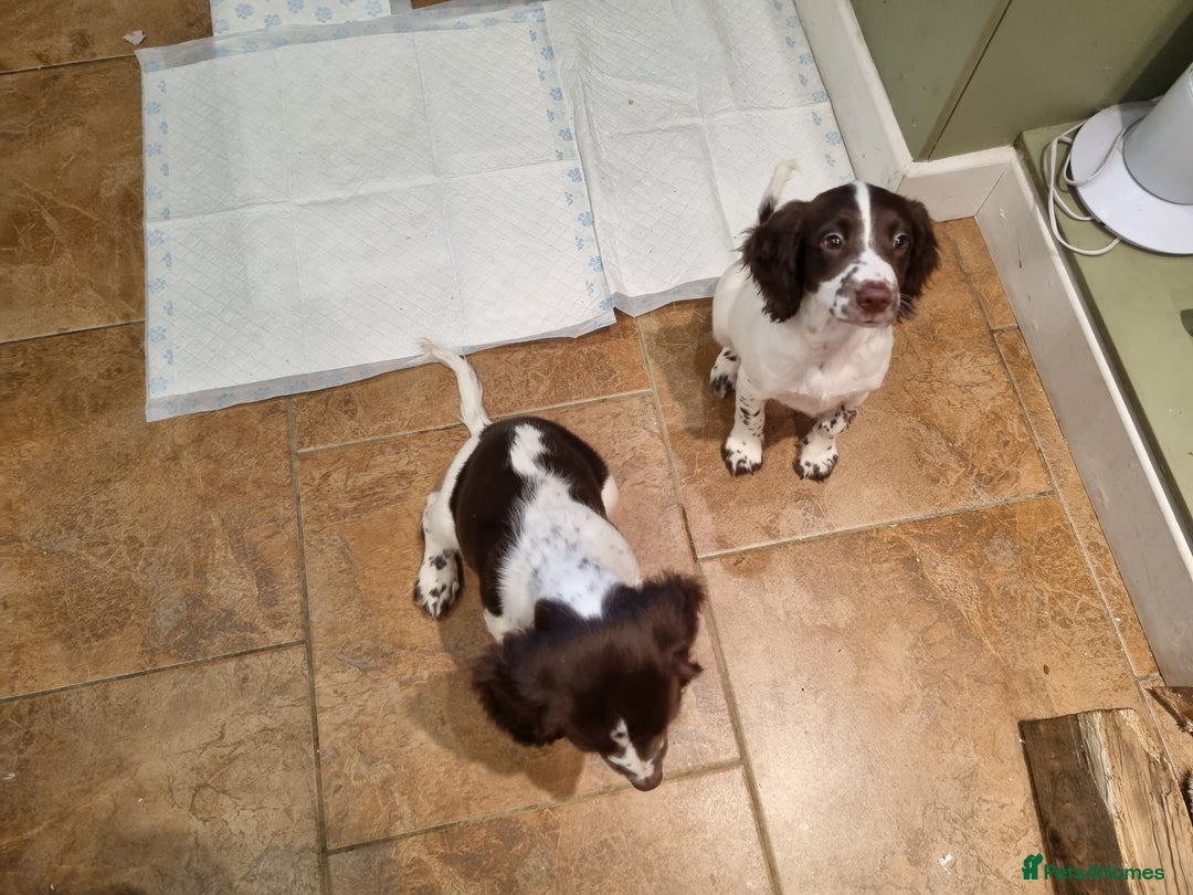 English Springer Spaniel dogs for sale: English springer spaniel puppies  - Image 35