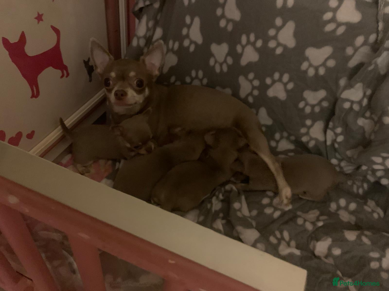 Chihuahua dogs Lilac tan males  - Advert 1