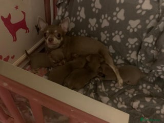 Chihuahua dogs Lilac tan males - Advert 1