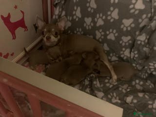 Chihuahua dogs Lilac tan males - Advert 4