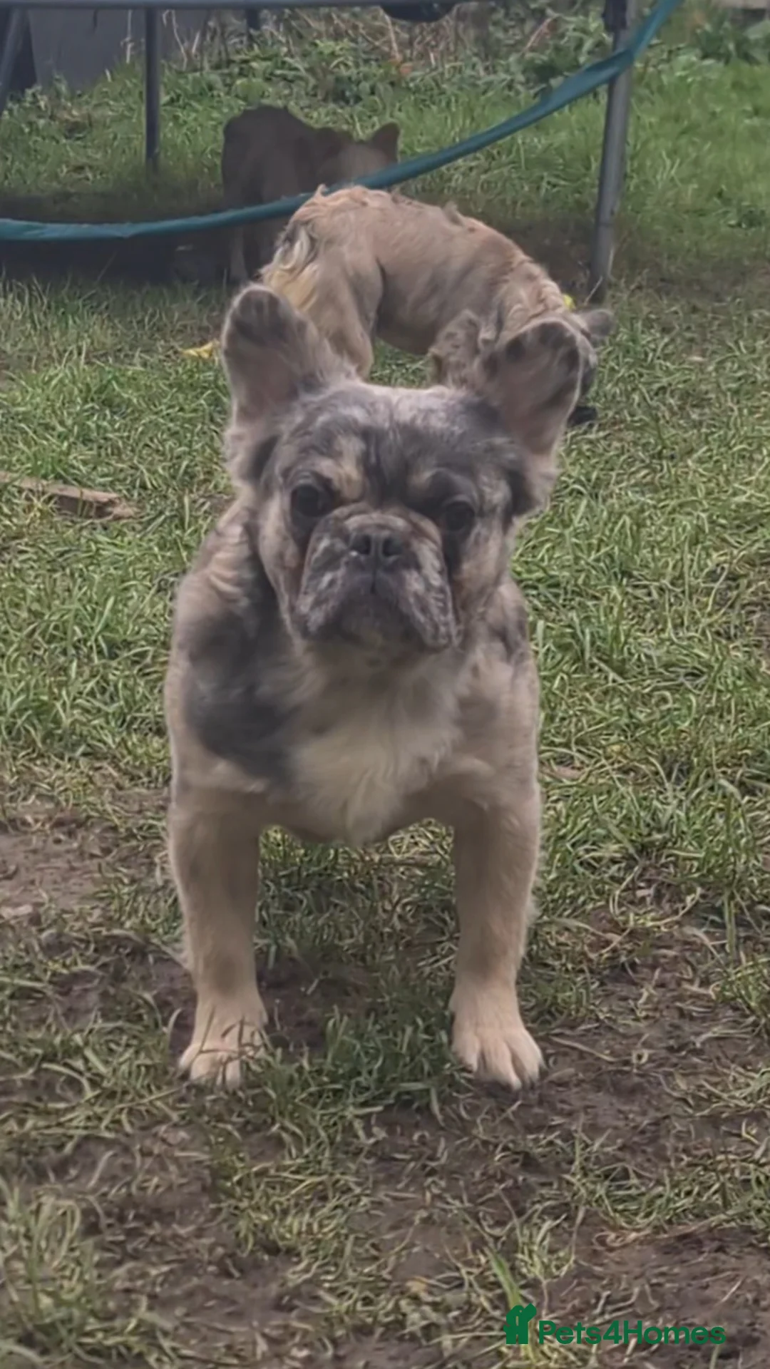 French Bulldog dogs for stud: ♟️ Cheque Mate – Elite Fluffy Frenchie Stud ✨ - Advert 1