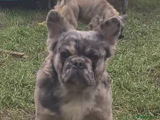 French Bulldog dogs ♟️ Cheque Mate – Elite Fluffy Frenchie Stud ✨ - Advert 5