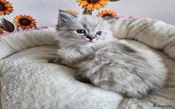 Ragdoll cats for sale: Registered male Ragdoll kittens  - Image 28