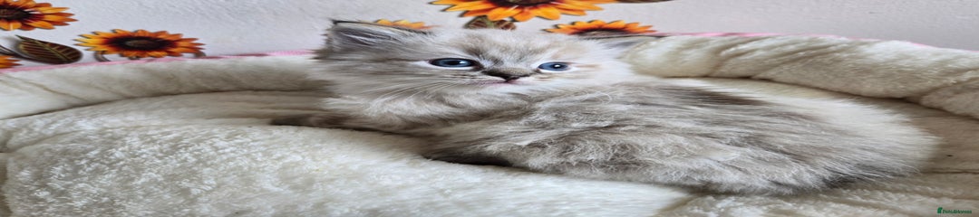 Ragdoll Kitten 2 Ravioli