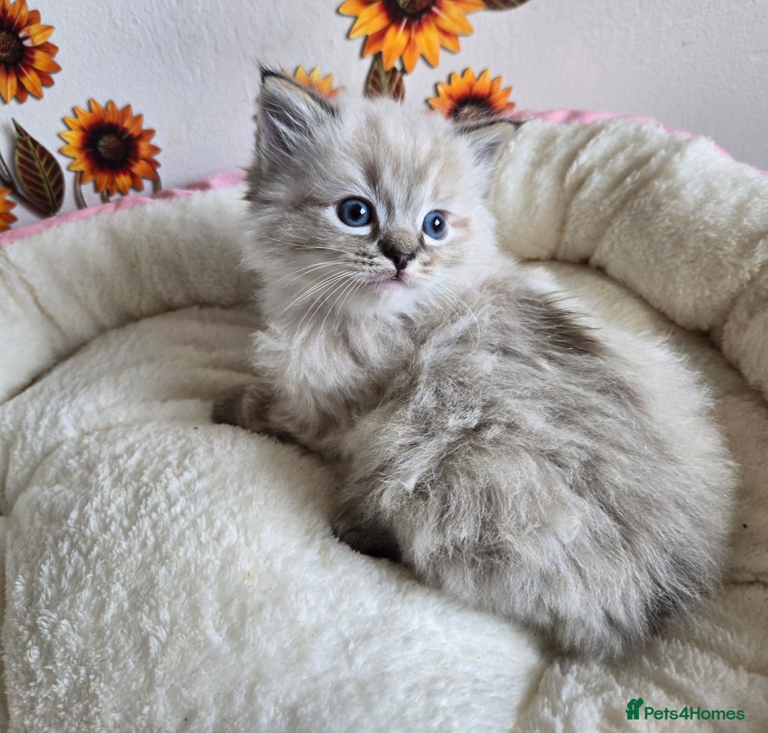 Ragdoll cats for sale: Registered male Ragdoll kittens  - Image 28