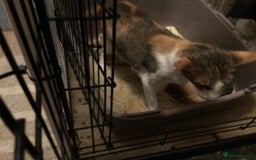 Oriental cats for sale: 3 Female bi-colour kittens for sale - Image 3