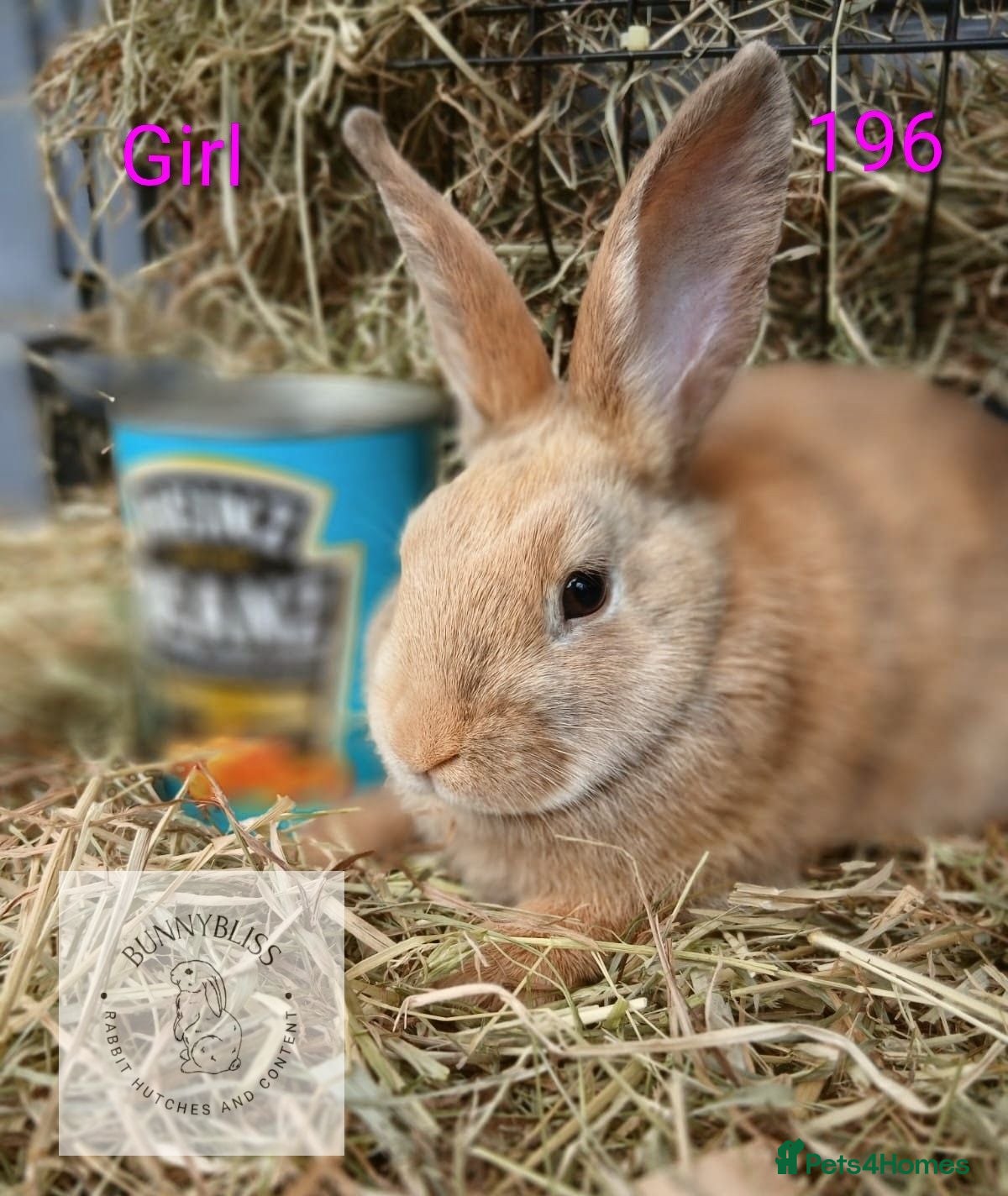 Mixed Breed rabbits ONLY 1 beautiful female bunny READY NOW - Advert 1