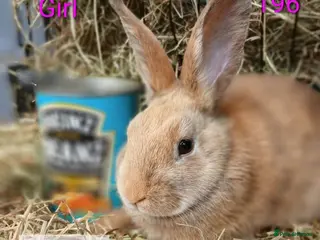 Mixed Breed rabbits ONLY 1 beautiful female bunny READY NOW - Advert 1